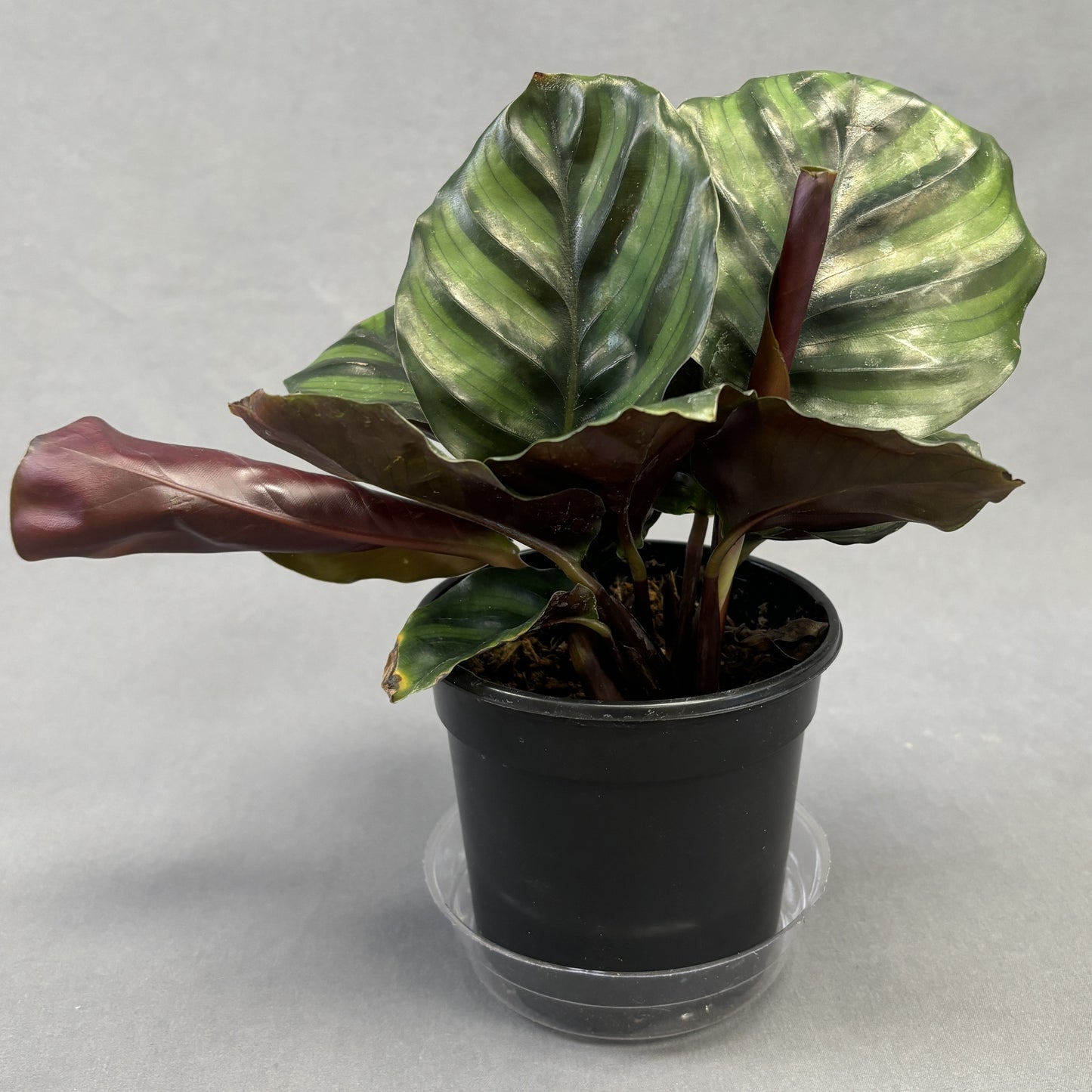 Calathea 'Fasciata'