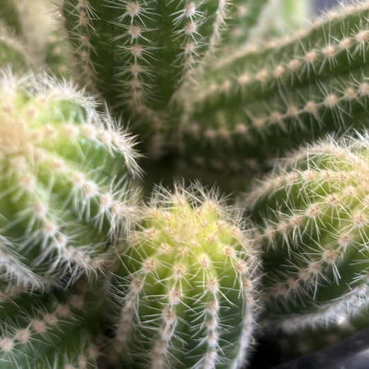 Cactus 'Pickle'