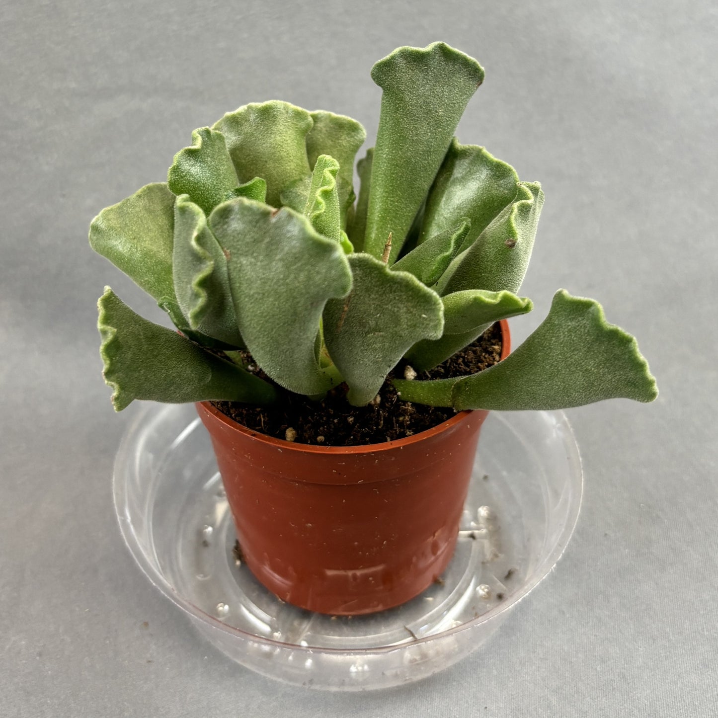 Adromischus cristatus