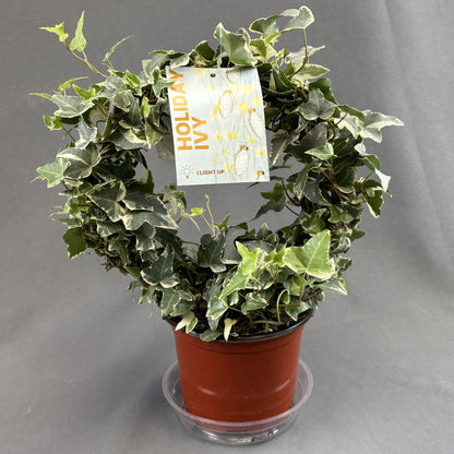 Ivy Hoop w/Pot Cover and Lights