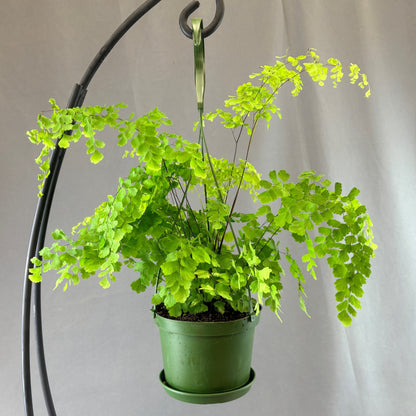 Maidenhair Fern