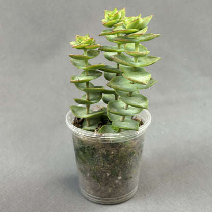 Crassula 'Jade Necklace'