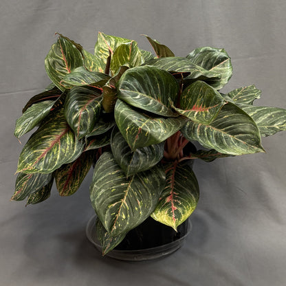 Aglaonema 'Garnet Coltrane'