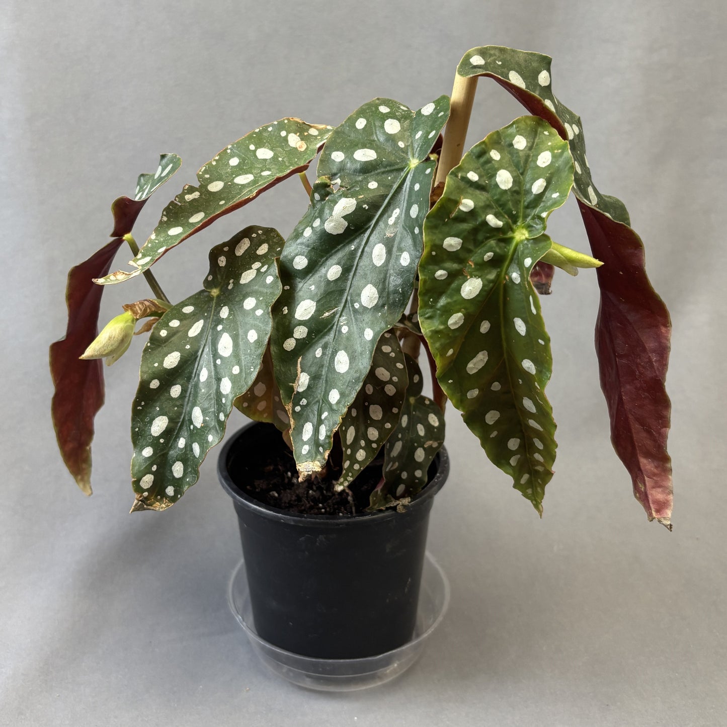 Angel Wing Begonia