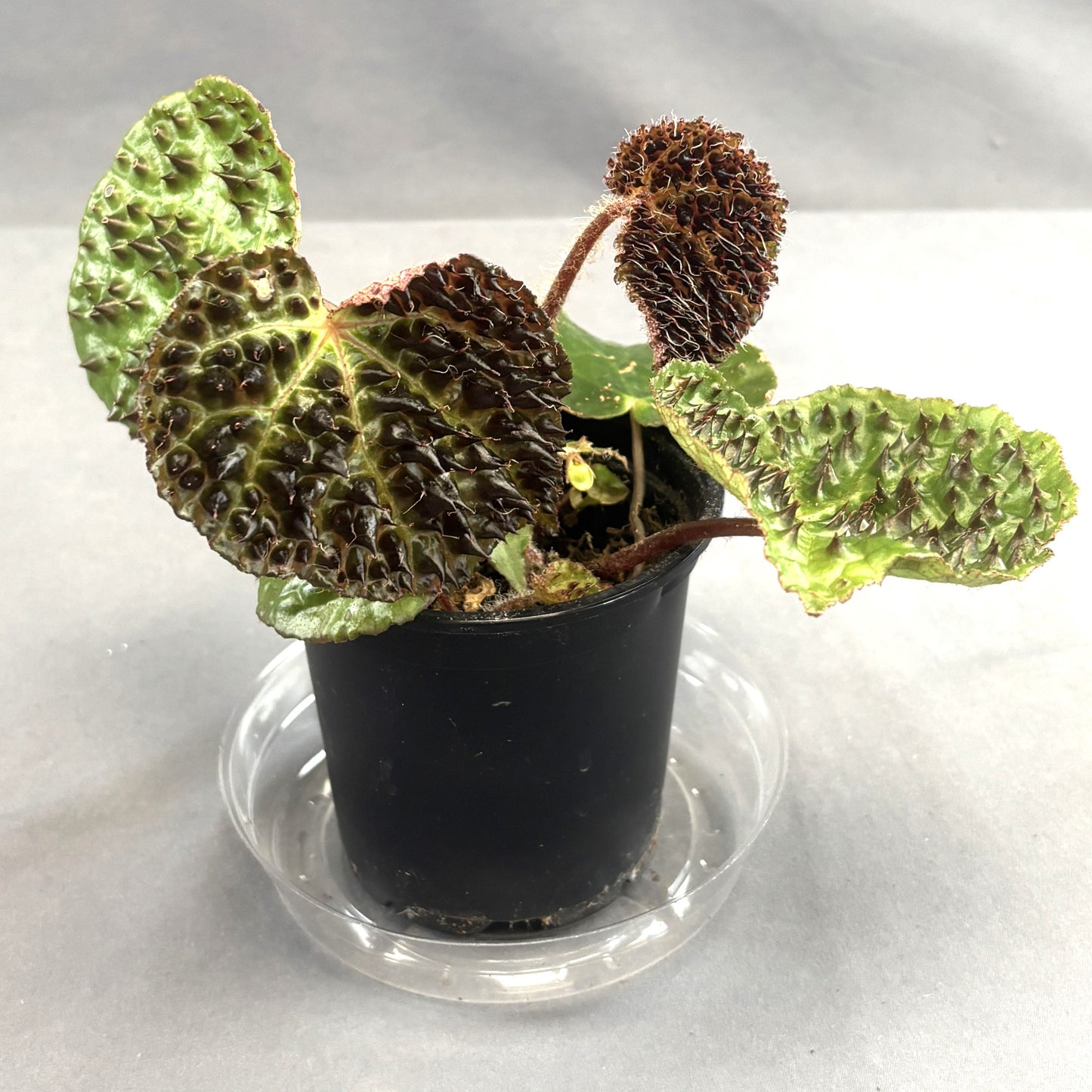 Begonia Ferox