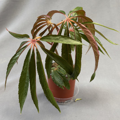 Begonia Luxurians