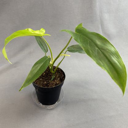 Philodendron 69686 'Bette Waterbury'