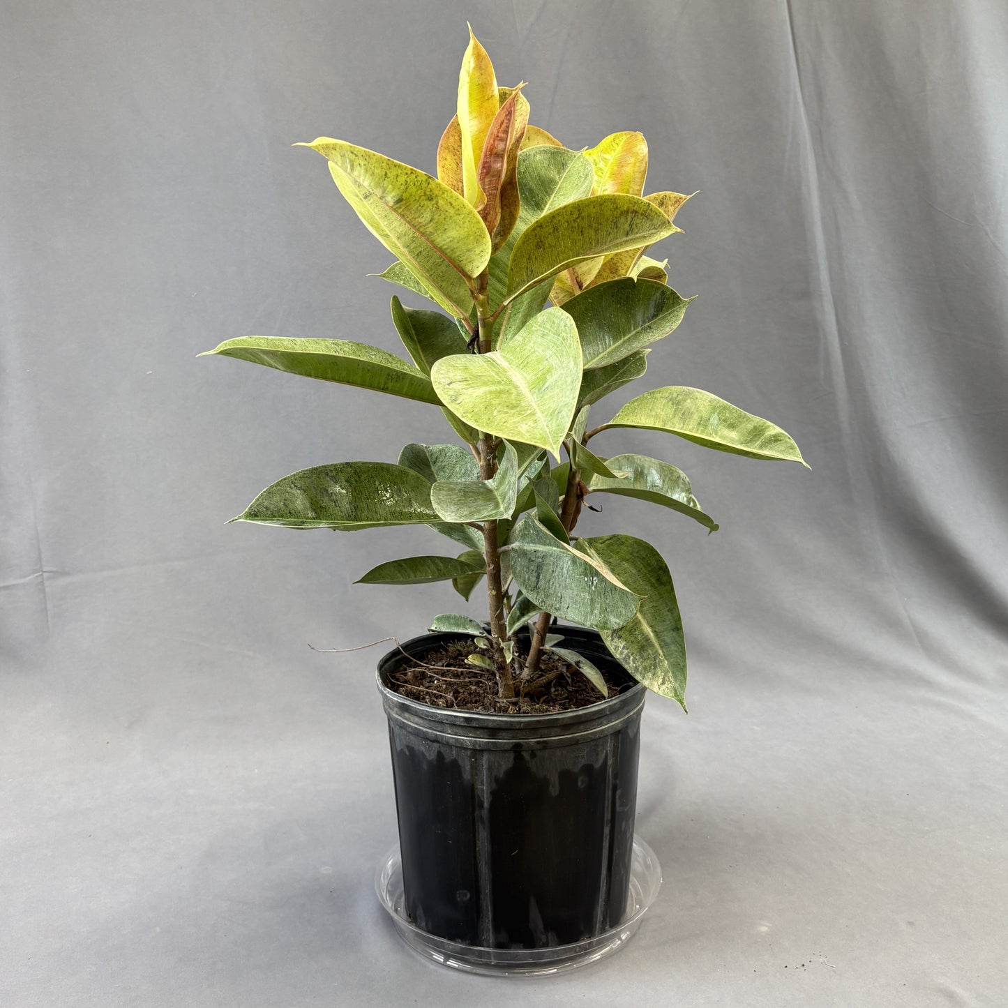 Ficus Shivereana 'Moonshine'