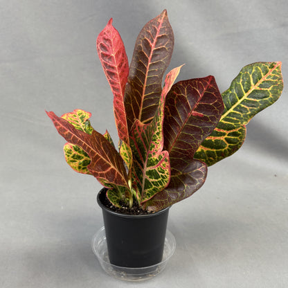 Croton 'Excellent'