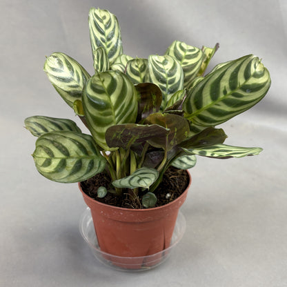 Calathea 'Amagris'