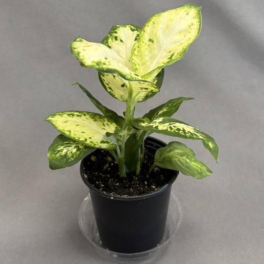 Dieffenbachia 'Amy'