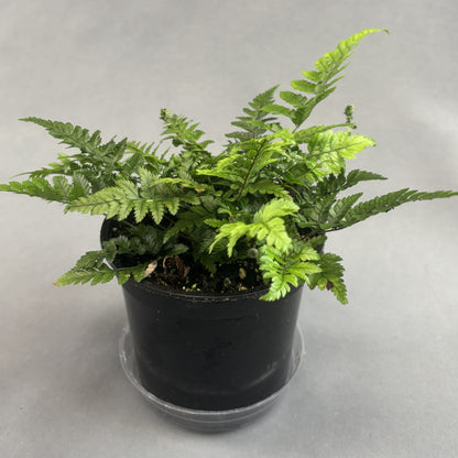 Korean Rock Fern