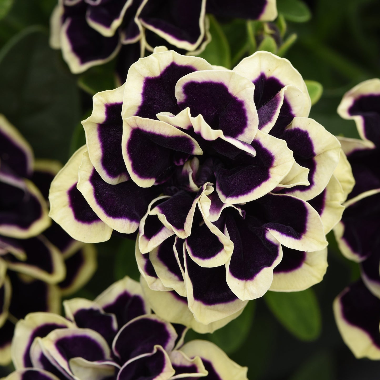 Petunia x hybrida