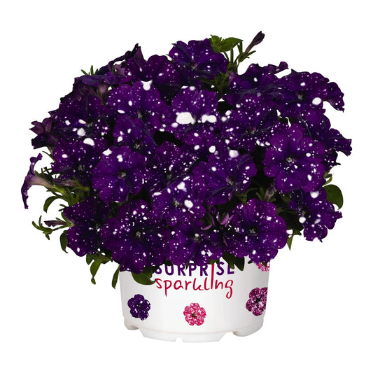 Petunia 'Surprise Sparkle'