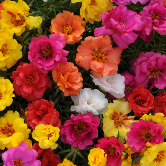 Portulaca 'Happy Hour™'