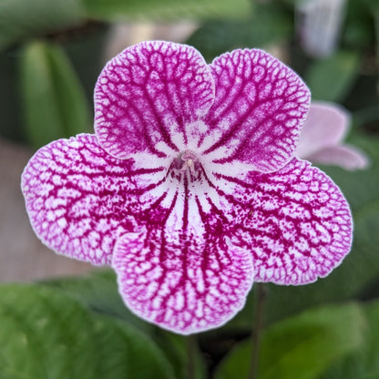 Streptocarpus