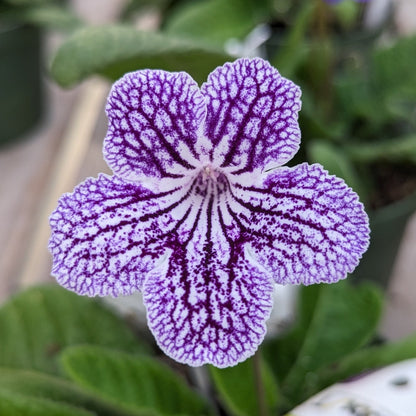 Streptocarpus