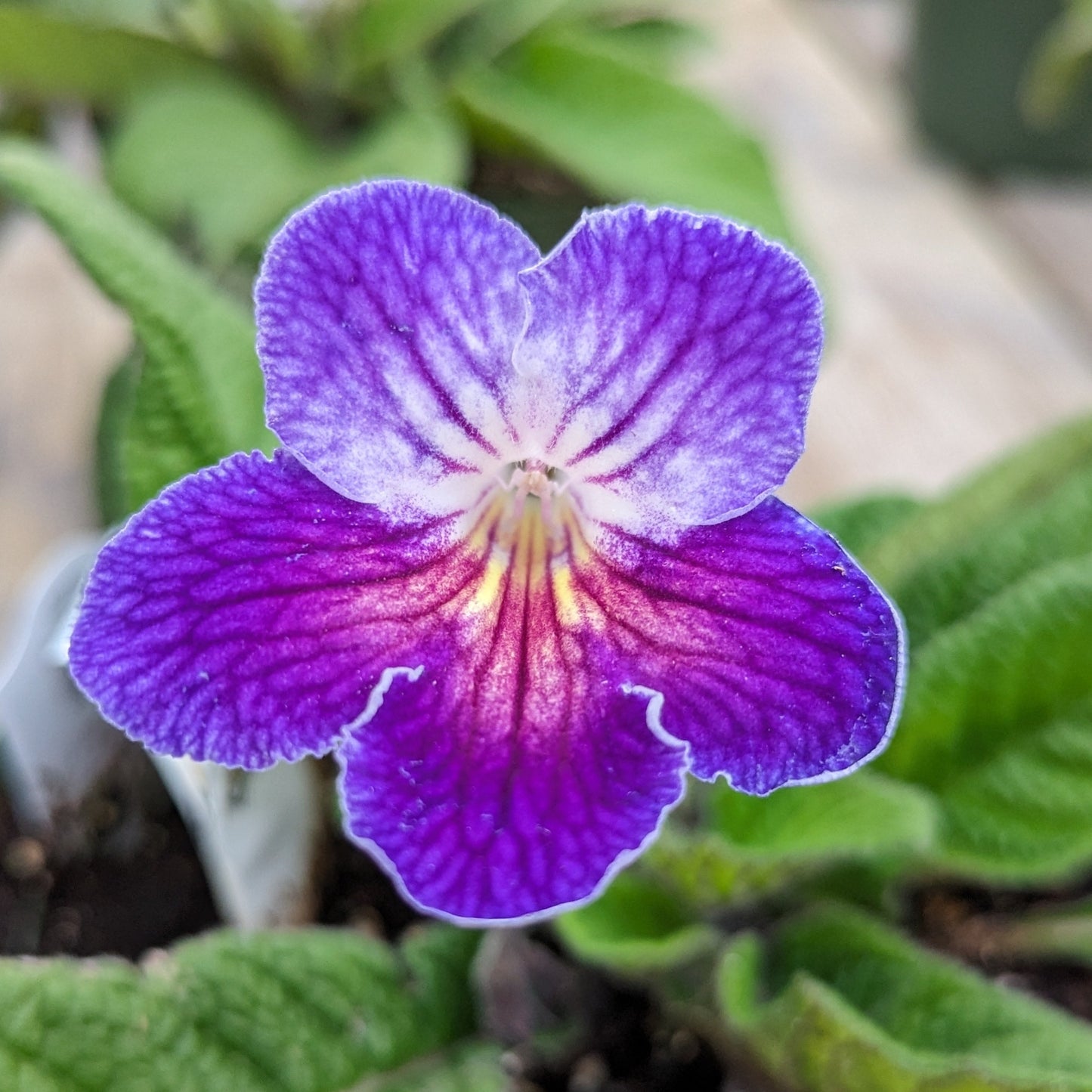 Streptocarpus