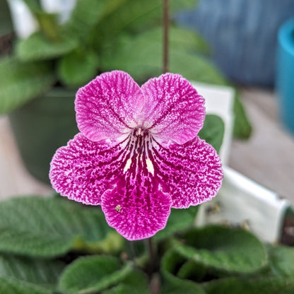 Streptocarpus