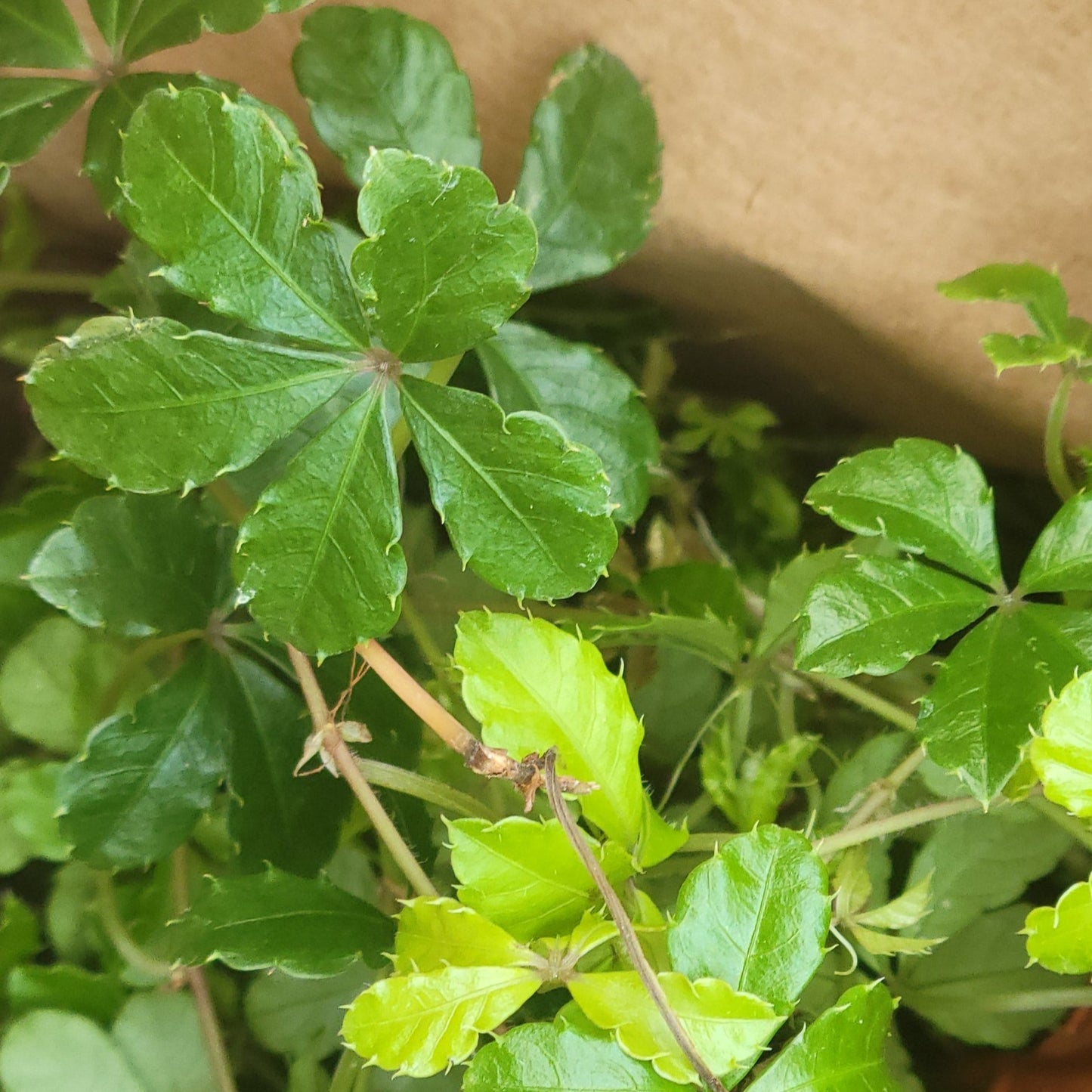 Parthenocissus Sugar Vine