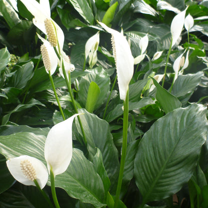 Peace Lily