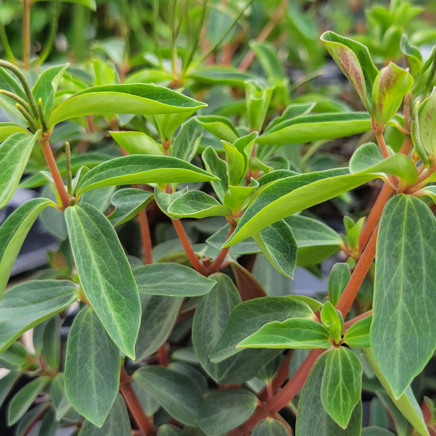 Peperomia 'Double Duty'