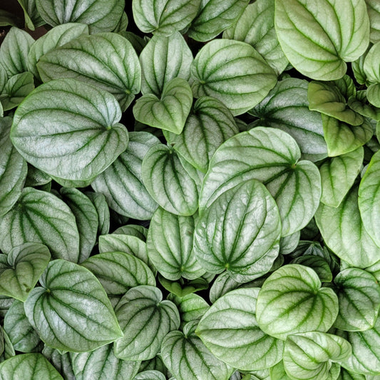 Peperomia 'Frost'