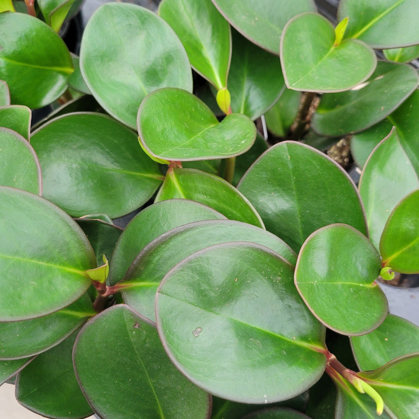 Peperomia 'Red Margin'