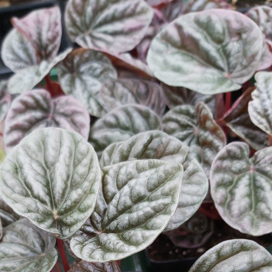 Peperomia Ripple