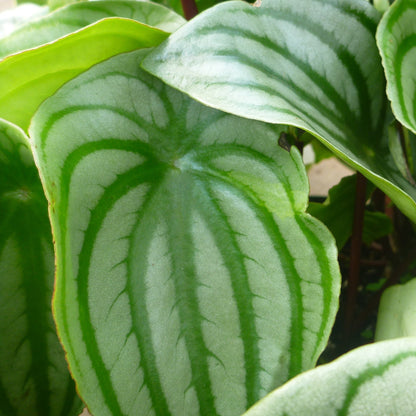 Peperomia 'Watermelon'