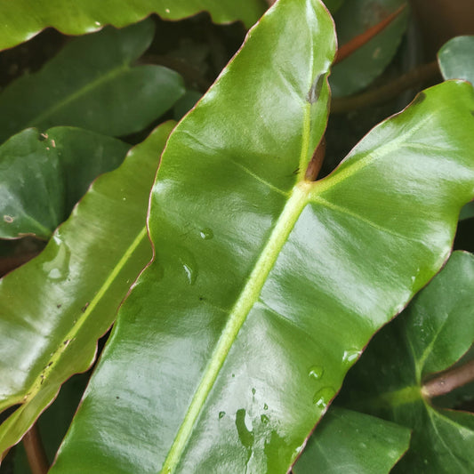 Philodendron 'Billietiae'