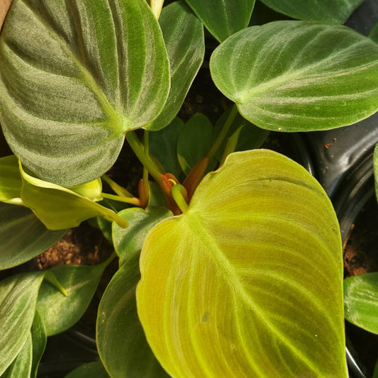 Philodendron 'El Choco Red'