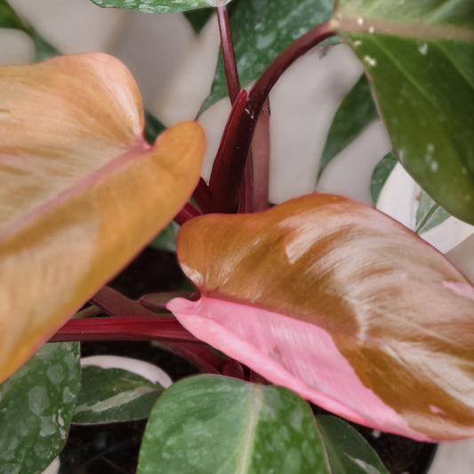 Philodendron 'Pink Princess'