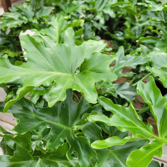 Philodendron 'Selloum'