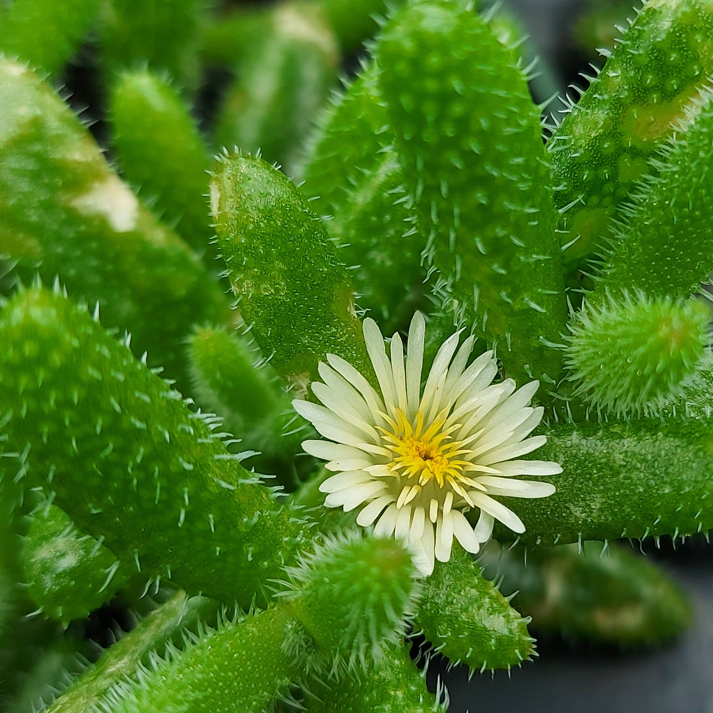 Pickle Plant