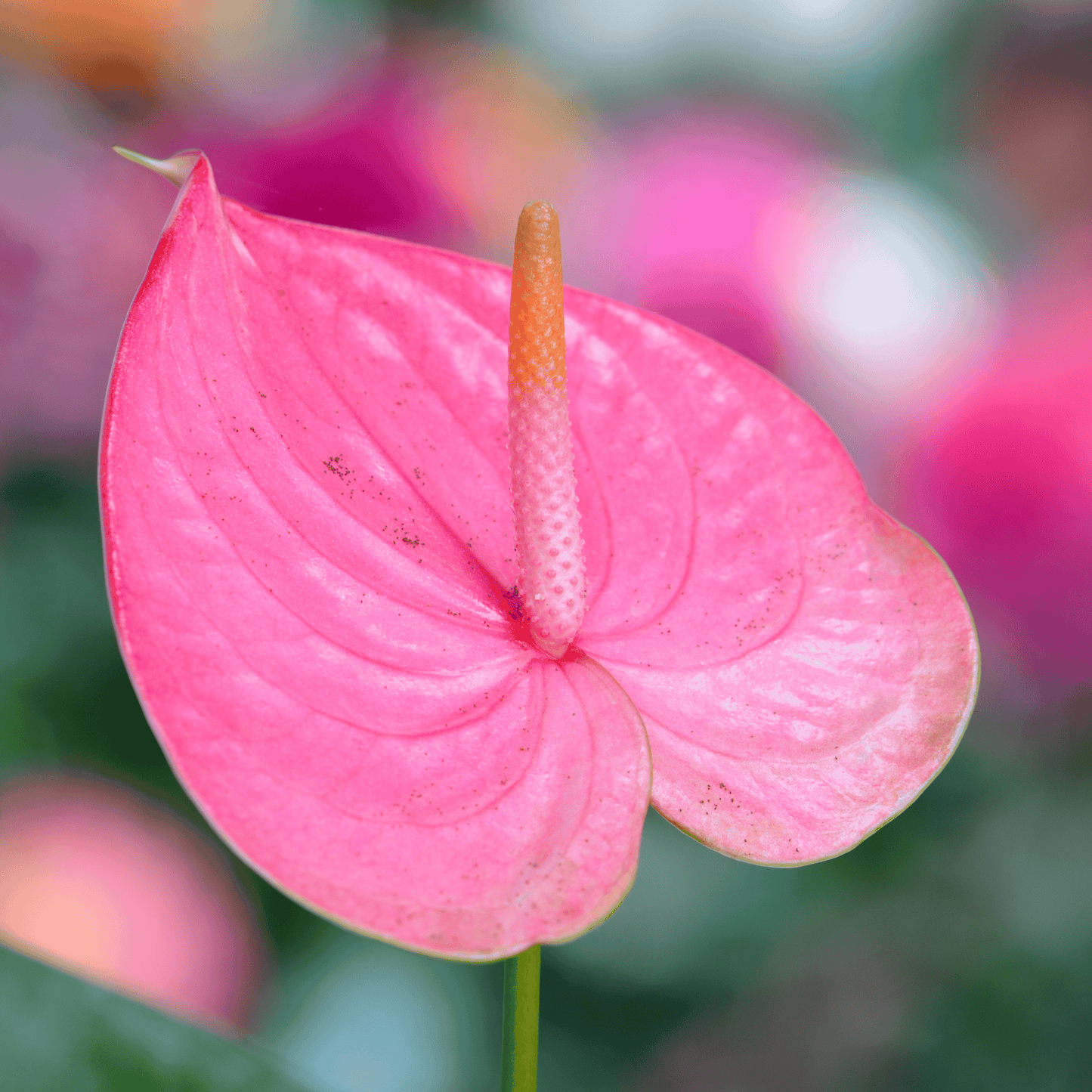 Anthurium andreanum