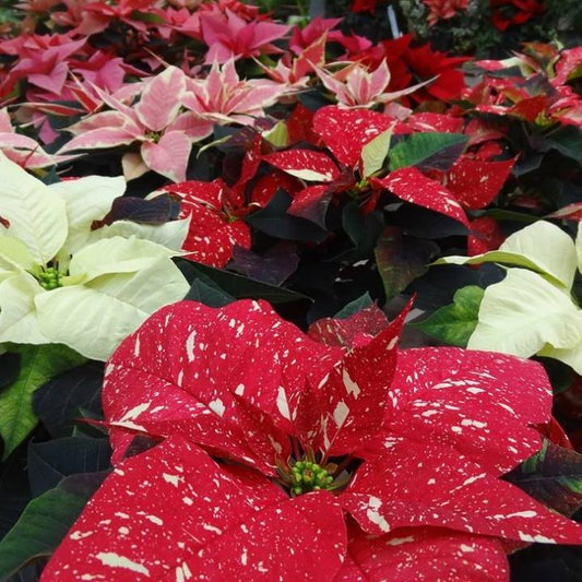 Poinsettia/Princettia