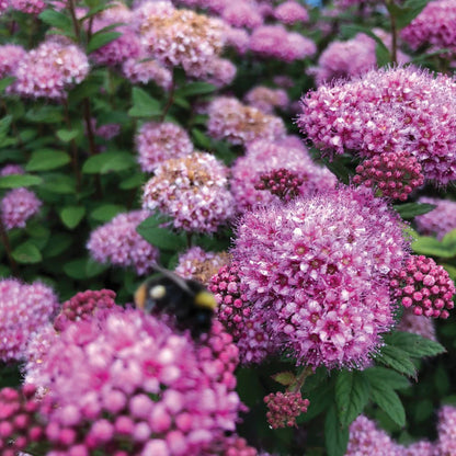 Spirea 'Poprocks® Petite'