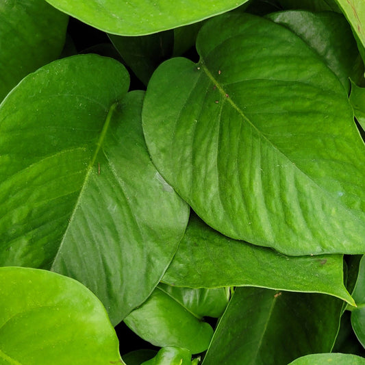 Pothos 'Jade'