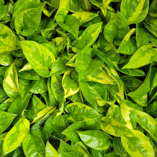 Pothos 'Lemon Meringue'