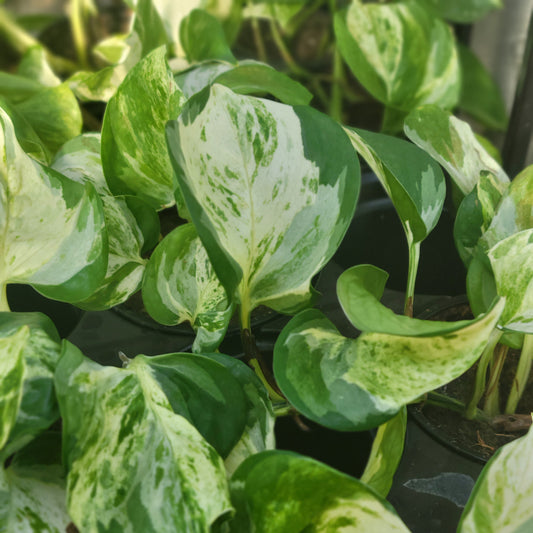 Pothos 'Manjula'