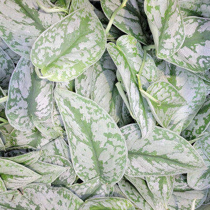 Pothos 'Silver Satin'