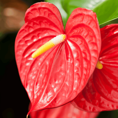 Anthurium andreanum