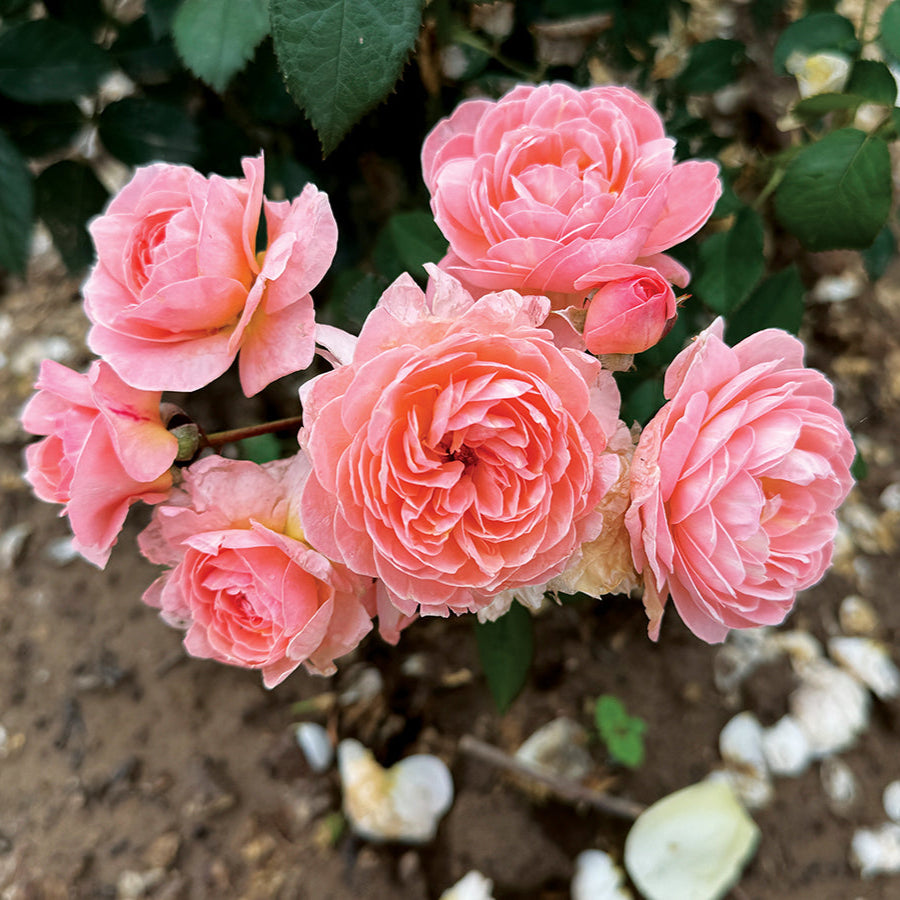 Rose 'Reflecting Glory'