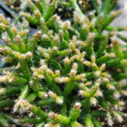 S. Rhipsalis burchellii Mistletoe Cactus