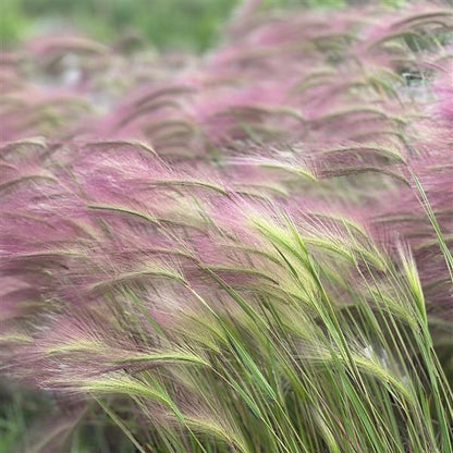 Foxtail Barley