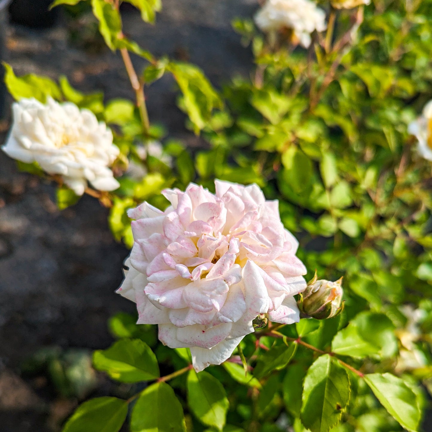 Rose 'White Drift®'