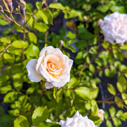 Rose 'White Drift®'