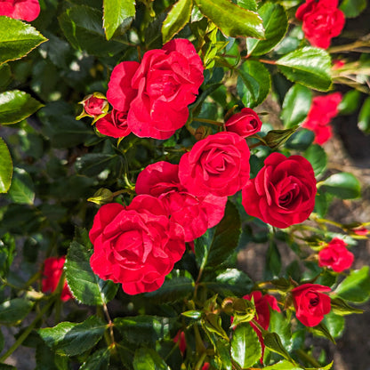 Rose 'Flower Carpet® Mini Cherry'