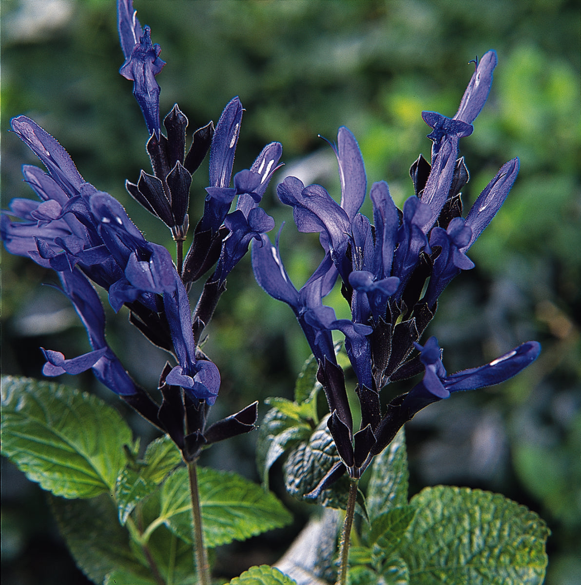 Salvia guaranitica